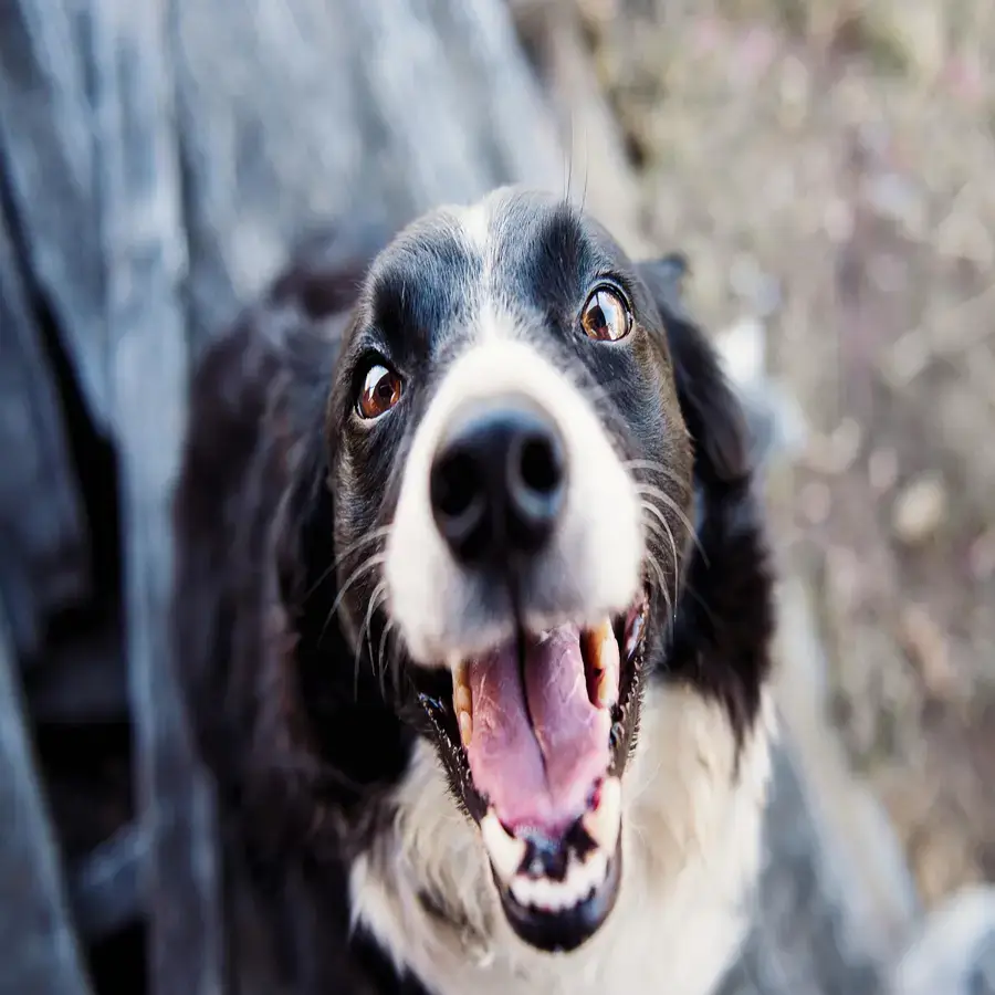 Happy black and white dog smiling outdoors, representing The Scoop Ninjas’ weekly pet waste removal services for cleaner and fresher yards in Northeast Ohio.
