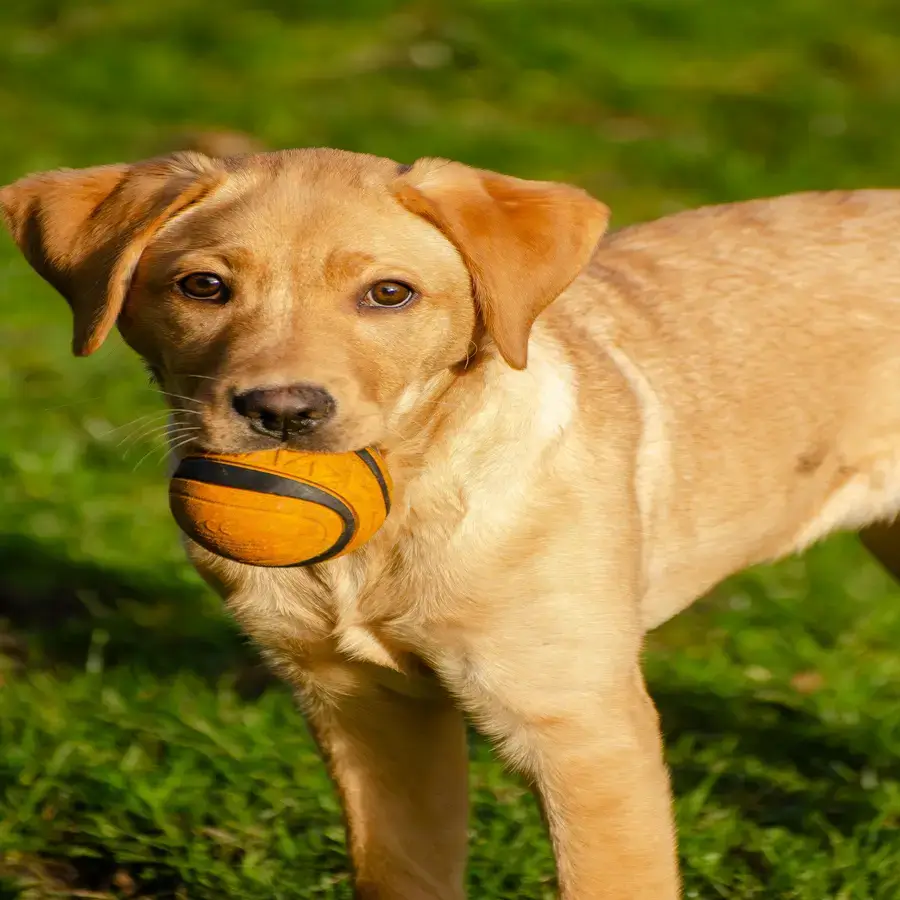 Playful yellow lab puppy holding a ball in its mouth, highlighting The Scoop Ninjas’ bi-weekly pet waste removal services for maintaining clean, fresh yards in Northeast Ohio.