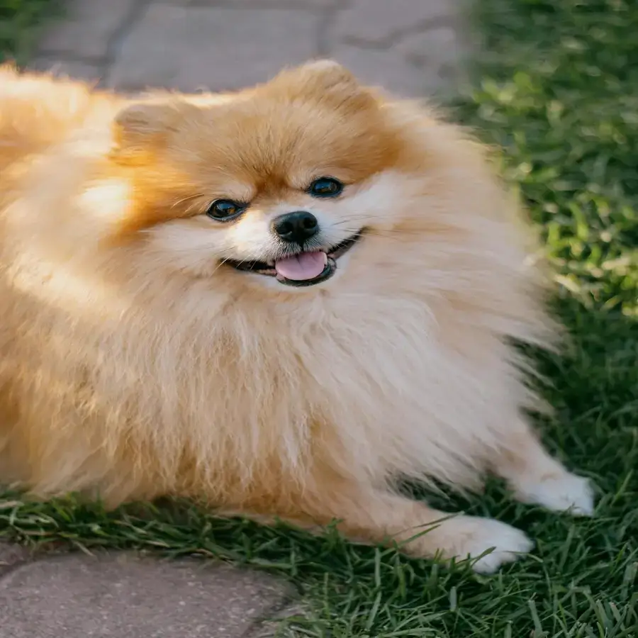 Fluffy Pomeranian dog sitting on green grass, representing The Scoop Ninjas’ one-time pet waste removal services for deep yard cleanups in Northeast Ohio.