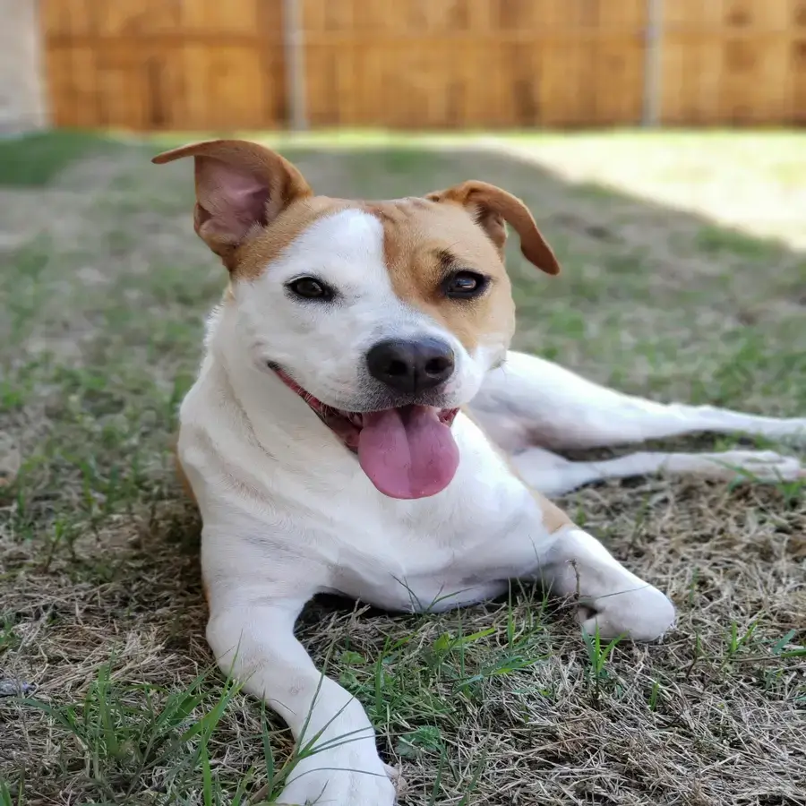 Happy white and brown dog lying on grass, representing The Scoop Ninjas’ twice-a-week pet waste removal service for cleaner yards in Northeast Ohio.