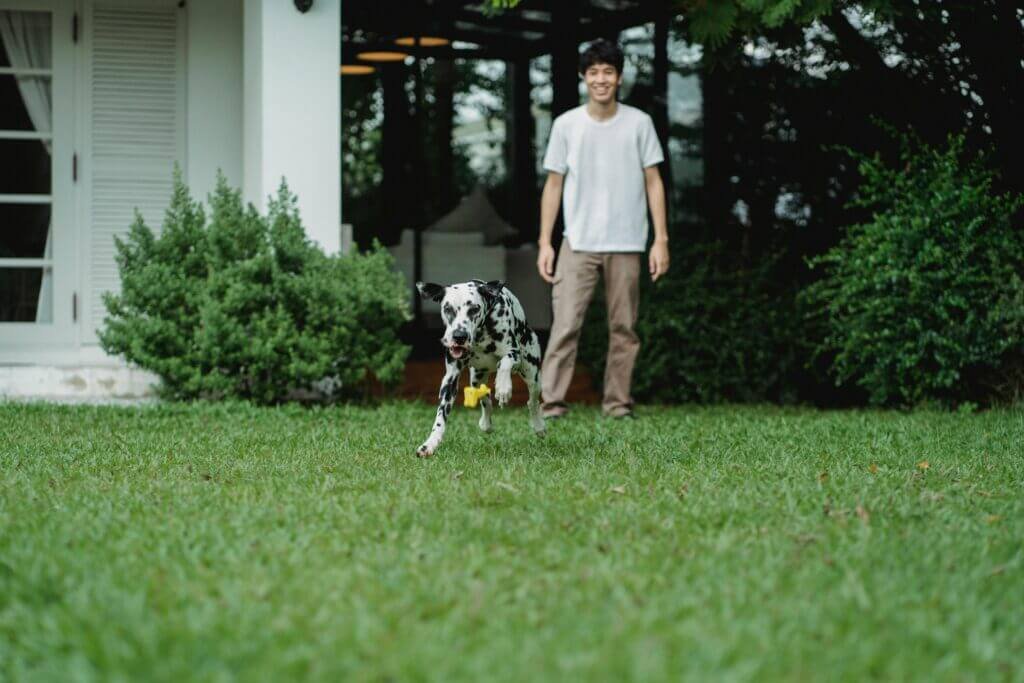 A Dalmatian running across a green lawn while its owner watches, illustrating the potential for Hidden Environmental Threat caused by uncollected pet waste.