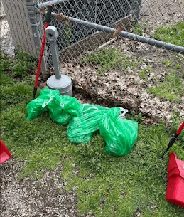 Green compostable bags filled with dog waste collected during a pet waste removal service at a fenced park cleanup site.