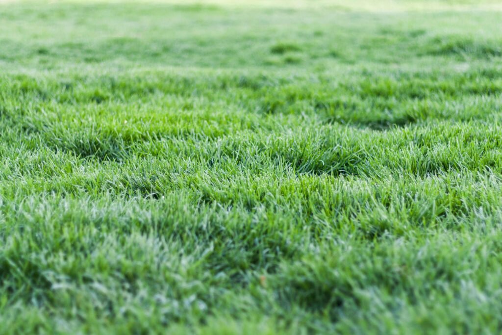 Lush green backyard lawn in Akron, Ohio maintained with professional pet waste removal services